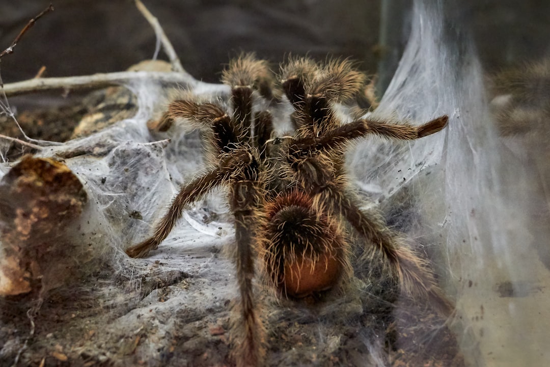 Photo spider bite